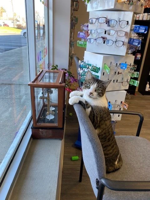 Allegra, one of Rockaway Pharmacy’s resident cats