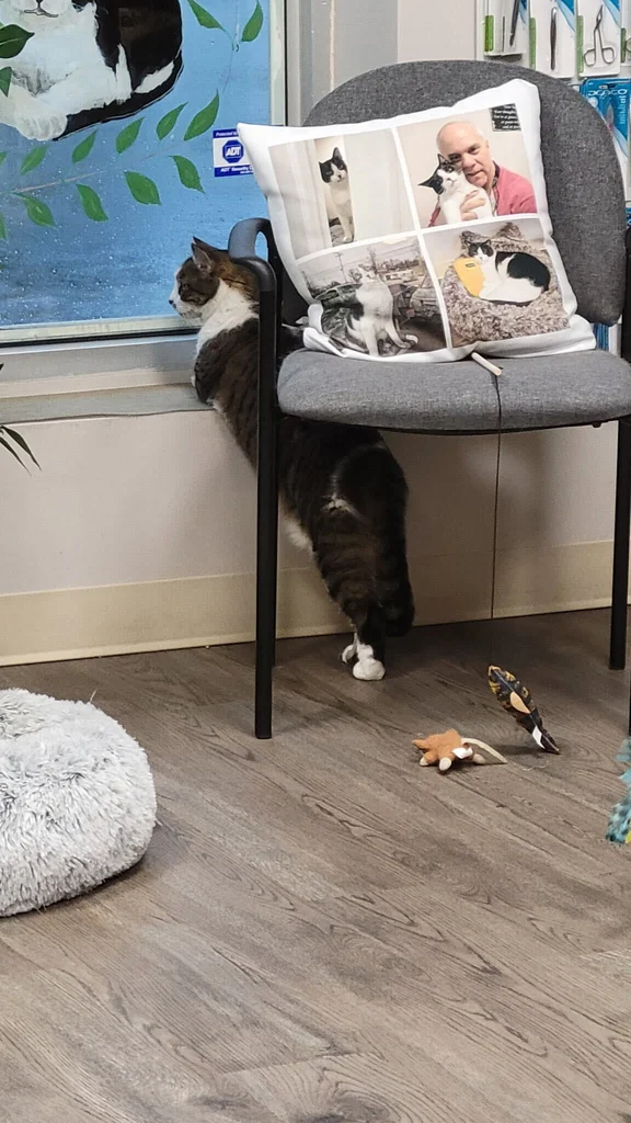 A tabby-and-white cat standing beside a chair and looking toward the pharmacy window