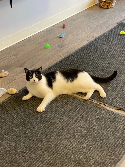 Gavone, one of Rockaway Pharmacy’s resident cats